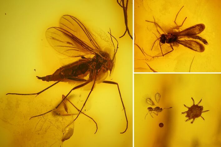 Fossil Wasp, Flies and a Mite In Baltic Amber #139013